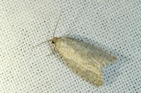 Isotrias stramentana