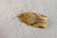 Zelotherses ferugana