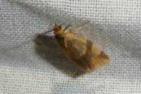 Zelotherses ferugana