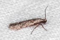 Carpatolechia decorella