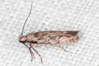 Carpatolechia decorella