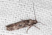 Carpatolechia decorella