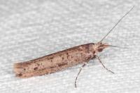Ypsolopha ustella