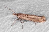 Ypsolopha ustella