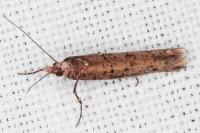 Ypsolopha ustella
