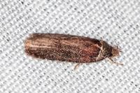 Agonopterix cnicella