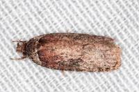 Agonopterix cnicella