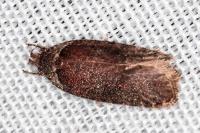 Agonopterix cnicella