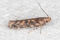 Scrobipalpa ocellatella