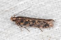 Scrobipalpa ocellatella