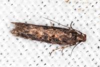 Scrobipalpa ocellatella