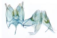 Nemapogon nevadellus