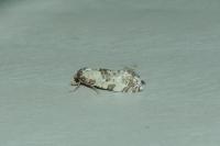 Neocochylis molliculana