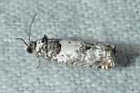 Epinotia thapsiana