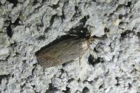 Depressaria