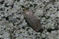 Depressaria