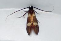 Cauchas fibulella