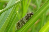 Isotrias