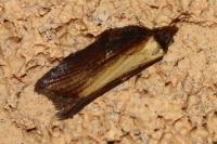 Acleris hastiana