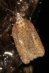 Acleris schalleriana