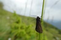 Heterogynis penella
