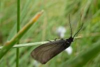 Heterogynis penella