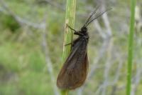 Heterogynis penella