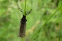 Heterogynis penella