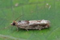 Crocidosema plebejana