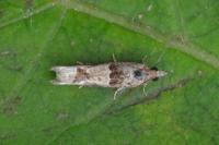 Crocidosema plebejana