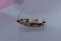 Crocidosema plebejana