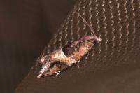 Crocidosema plebejana