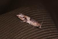 Crocidosema plebejana