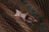 Crocidosema plebejana