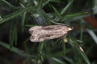 Mirificarma mulinella