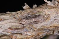 Mirificarma mulinella