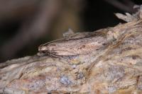 Mirificarma mulinella