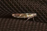 Argyresthia goedartella