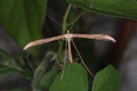 Emmelina monodactyla