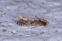 Monopis crocicapitella