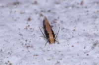 Monopis crocicapitella