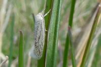Elachista pollutella