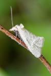 Cochylimorpha perfusana
