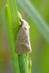 Cochylimorpha perfusana