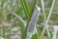 Elachista pollutella