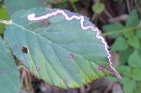 Stigmella