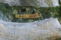 Phyllonorycter esperella
