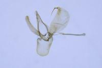 Phyllonorycter insignitella