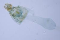 Lobesia indusiana