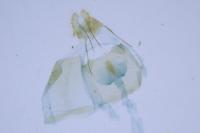 Lobesia indusiana